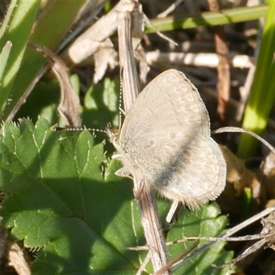 Zizina otis (Common Grass-Blue) at Freshwater Creek, VIC - 9 Aug 2025 by WendyEM