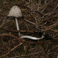 Coprinellus etc at Freshwater Creek, VIC - 8 Aug 2025 by WendyEM