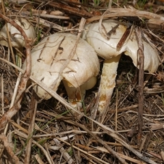 Unverified Cap on a stem; gills below cap [mushrooms or mushroom-like] at Freshwater Creek, VIC - 8 Aug 2025 by WendyEM