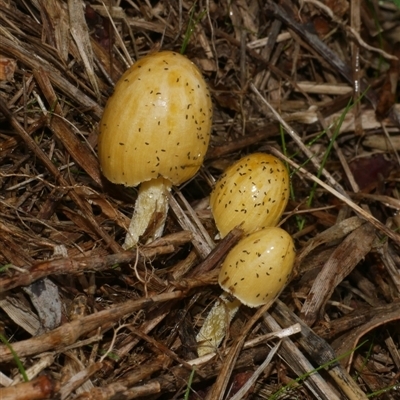 Bolbitius titubans (Yellow Fieldcap Mushroom) at Freshwater Creek, VIC - 8 Aug 2025 by WendyEM