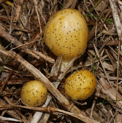 Bolbitius titubans at Freshwater Creek, VIC - 8 Aug 2025 11:45 AM