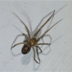 Steatoda capensis (South African cupboard spider) at Freshwater Creek, VIC - 18 Aug 2025 by WendyEM