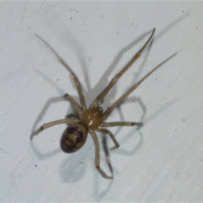 Steatoda capensis (South African cupboard spider) at Freshwater Creek, VIC - 18 Aug 2025 by WendyEM