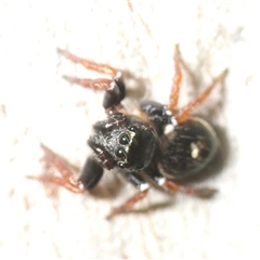 Zenodorus orbiculatus (Salticid Ant Eater) at Rainbow Beach, QLD - 23 Aug 2025 by Harrisi
