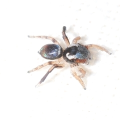 Maratus anomalus (Blue Peacock spider) at Rainbow Beach, QLD - 24 Aug 2025 by Harrisi