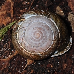 Sphaerospira fraseri (Fraser's Banded Snail) at Meldale, QLD - 24 Aug 2025 by Harrisi