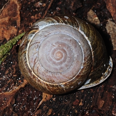Sphaerospira fraseri (Fraser's Banded Snail) at Meldale, QLD - 24 Aug 2025 by Harrisi