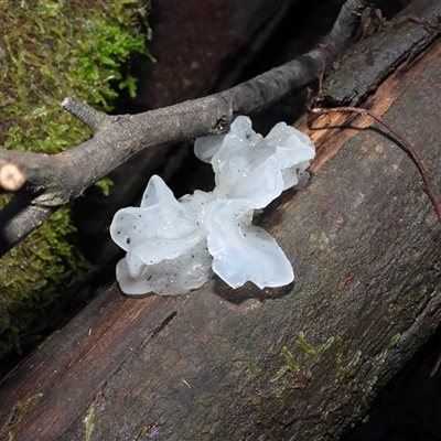 Tremella fuciformis (Snow Fungus) at Paddys River, ACT - 30 Aug 2025 by DavidDedenczuk