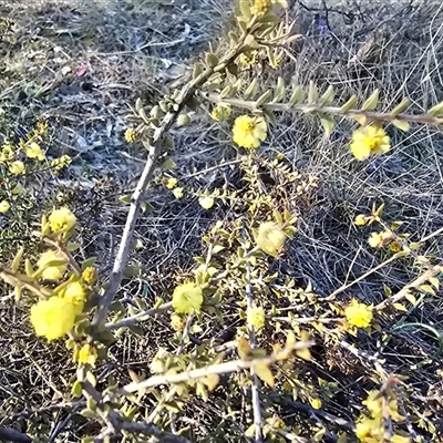 Acacia gunnii (Ploughshare Wattle) at Fadden, ACT - 30 Aug 2025 by Mike