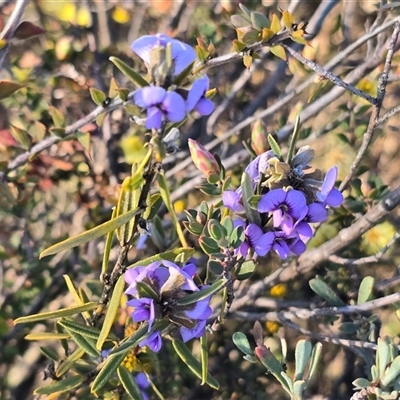 Hovea heterophylla (Common Hovea) at Fadden, ACT - 30 Aug 2025 by Mike