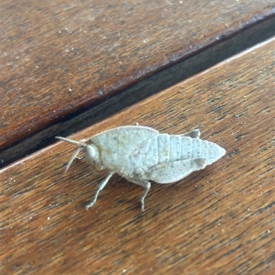 Goniaea sp. (genus) (A gumleaf grasshopper) at Burra Creek, NSW - 30 Aug 2025 by SuePolsen