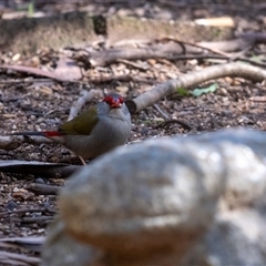 Neochmia temporalis (Red-browed Finch) at Penrose, NSW - 30 Aug 2025 by Aussiegall