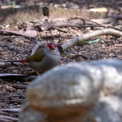Neochmia temporalis (Red-browed Finch) at Penrose, NSW - 30 Aug 2025 by Aussiegall