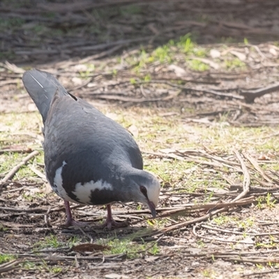 Leucosarcia melanoleuca (Wonga Pigeon) at Penrose, NSW - 30 Aug 2025 by Aussiegall