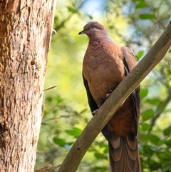 Macropygia phasianella (Brown Cuckoo-dove) at Penrose, NSW - 30 Aug 2025 by Aussiegall
