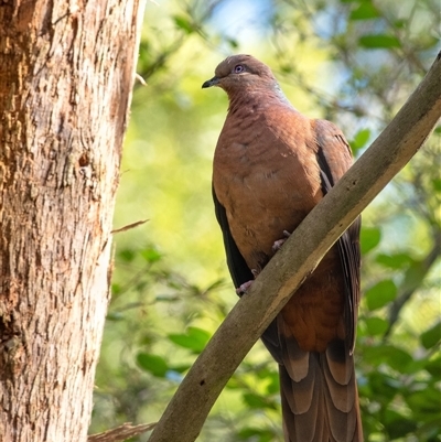Macropygia phasianella (Brown Cuckoo-dove) at Penrose, NSW - 30 Aug 2025 by Aussiegall