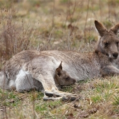 Macropus giganteus (Eastern Grey Kangaroo) at Kambah, ACT - 26 Aug 2025 by TimL