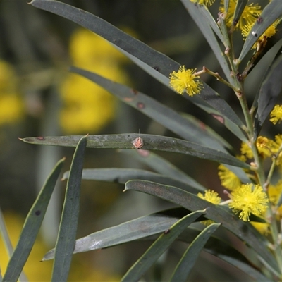 Monophlebidae (family) (Mealy Bugs) at Acton, ACT - 24 Aug 2025 by TimL