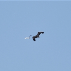 Icthyophaga leucogaster (White-bellied Sea-Eagle) at Parkes, ACT - 30 Aug 2025 by TimL