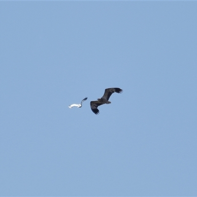 Icthyophaga leucogaster (White-bellied Sea-Eagle) at Parkes, ACT - 30 Aug 2025 by TimL