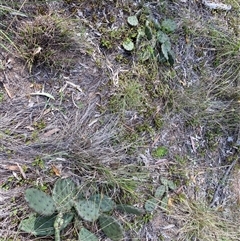 Unverified Cactus / Succulent at Broke, NSW - 30 Aug 2025 by RoyP