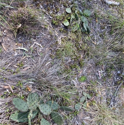 Unverified Cactus / Succulent at Broke, NSW - 30 Aug 2025 by RoyP