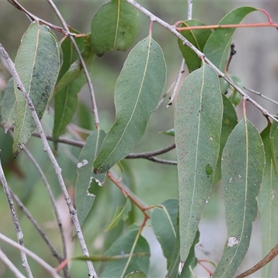 Eucalyptus dives at West Wodonga, VIC - 29 Aug 2025 by KylieWaldon