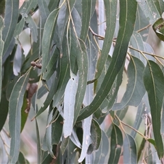 Eucalyptus bridgesiana at West Wodonga, VIC - 29 Aug 2025 by KylieWaldon