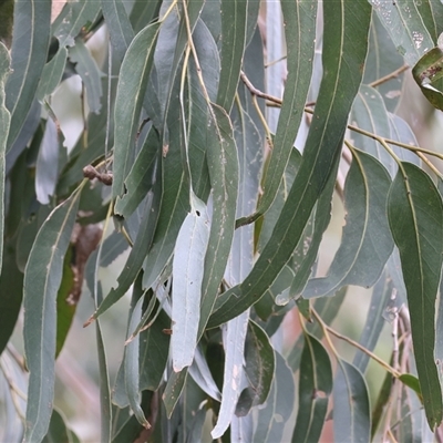 Eucalyptus bridgesiana at West Wodonga, VIC - 29 Aug 2025 by KylieWaldon