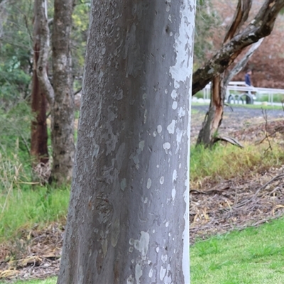 Eucalyptus dives at West Wodonga, VIC - 29 Aug 2025 by KylieWaldon
