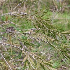 Callistemon (genus) at Wodonga, VIC - 30 Aug 2025 by KylieWaldon