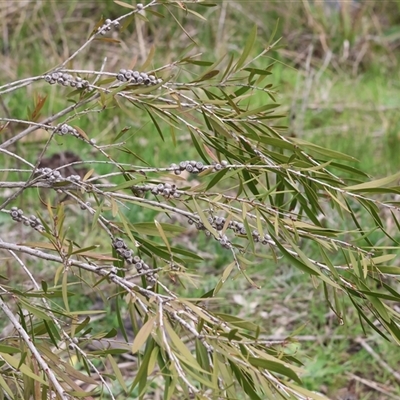 Callistemon (genus) at Wodonga, VIC - 30 Aug 2025 by KylieWaldon
