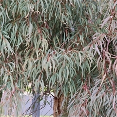 Eucalyptus blakelyi at Wodonga, VIC - 30 Aug 2025 by KylieWaldon