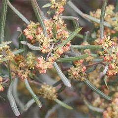 Dodonaea viscosa at Wodonga, VIC - 30 Aug 2025 by KylieWaldon
