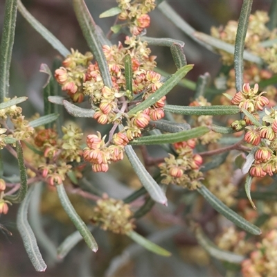 Dodonaea viscosa at Wodonga, VIC - 30 Aug 2025 by KylieWaldon