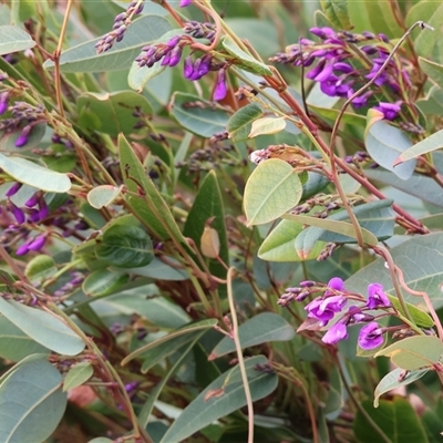 Indigofera australis subsp. australis at Wodonga, VIC - 30 Aug 2025 by KylieWaldon