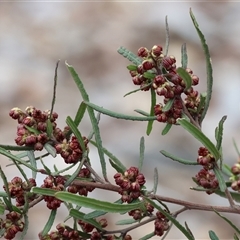 Dodonaea viscosa at Wodonga, VIC - 30 Aug 2025 by KylieWaldon