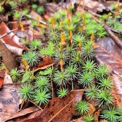 Dawsonia superba at Kangaroo Valley, NSW - 3 Aug 2025 by nancyp