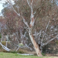 Eucalyptus blakelyi at Wodonga, VIC - 30 Aug 2025 by KylieWaldon