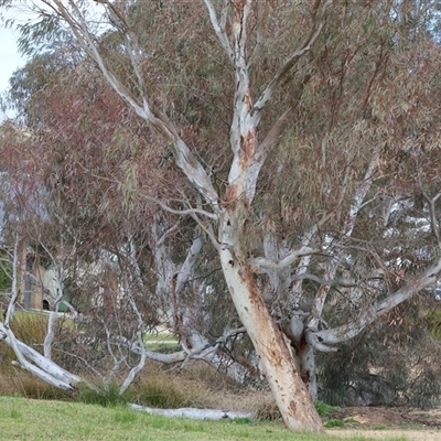 Eucalyptus blakelyi at Wodonga, VIC - 30 Aug 2025 by KylieWaldon