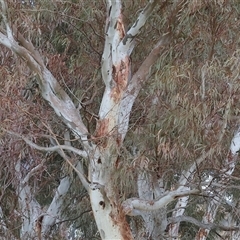 Unverified at suppressed - suppressed