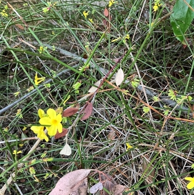Spartium junceum at Belconnen, ACT - 25 Aug 2025 by JohnGiacon