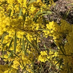 Acacia rubida (Red-stemmed Wattle, Red-leaved Wattle) at Belconnen, ACT - 30 Aug 2025 by JohnGiacon