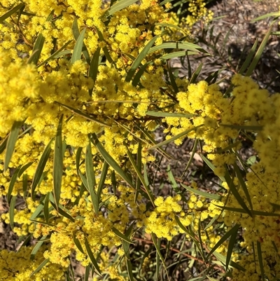 Acacia rubida (Red-stemmed Wattle, Red-leaved Wattle) at Belconnen, ACT - 30 Aug 2025 by JohnGiacon