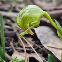 Pterostylis nutans (Nodding Greenhood) at Little Billabong, NSW - 31 Aug 2025 by KDurant