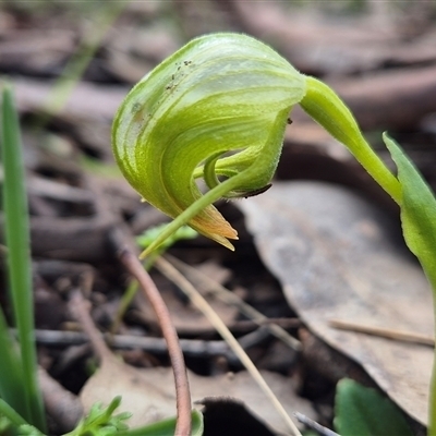 Pterostylis nutans (Nodding Greenhood) at Little Billabong, NSW - 31 Aug 2025 by KDurant