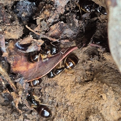 Camponotus claripes (Pale-legged sugar ant) at Little Billabong, NSW - 31 Aug 2025 by KDurant