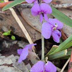 Hovea heterophylla at Little Billabong, NSW - 31 Aug 2025 by KDurant