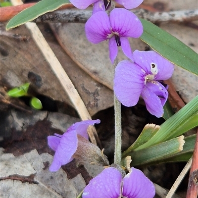Hovea heterophylla at Little Billabong, NSW - 31 Aug 2025 by KDurant
