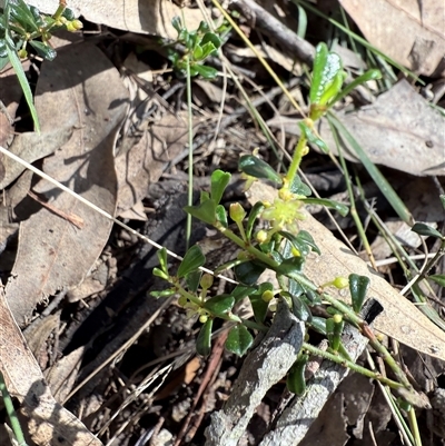 Phyllanthus hirtellus at Bucketty, NSW - 31 Aug 2025 by MartinPredavec